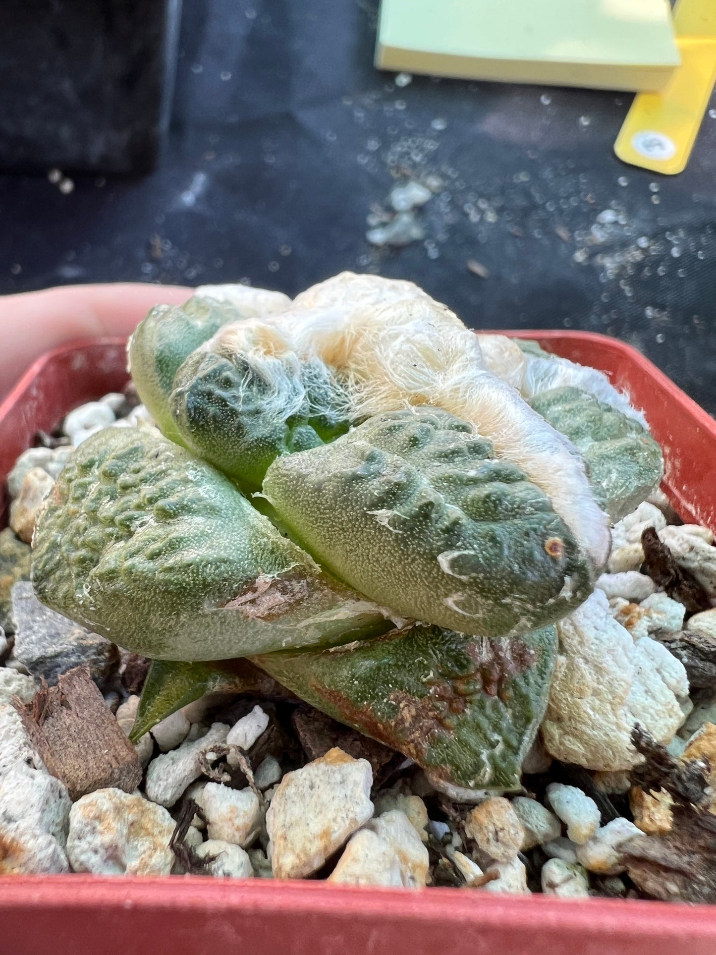 Ariocarpus lloydii intermediate form cactus