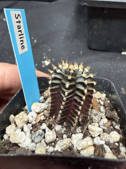 Gymnocalycium cultivar “starline” 765