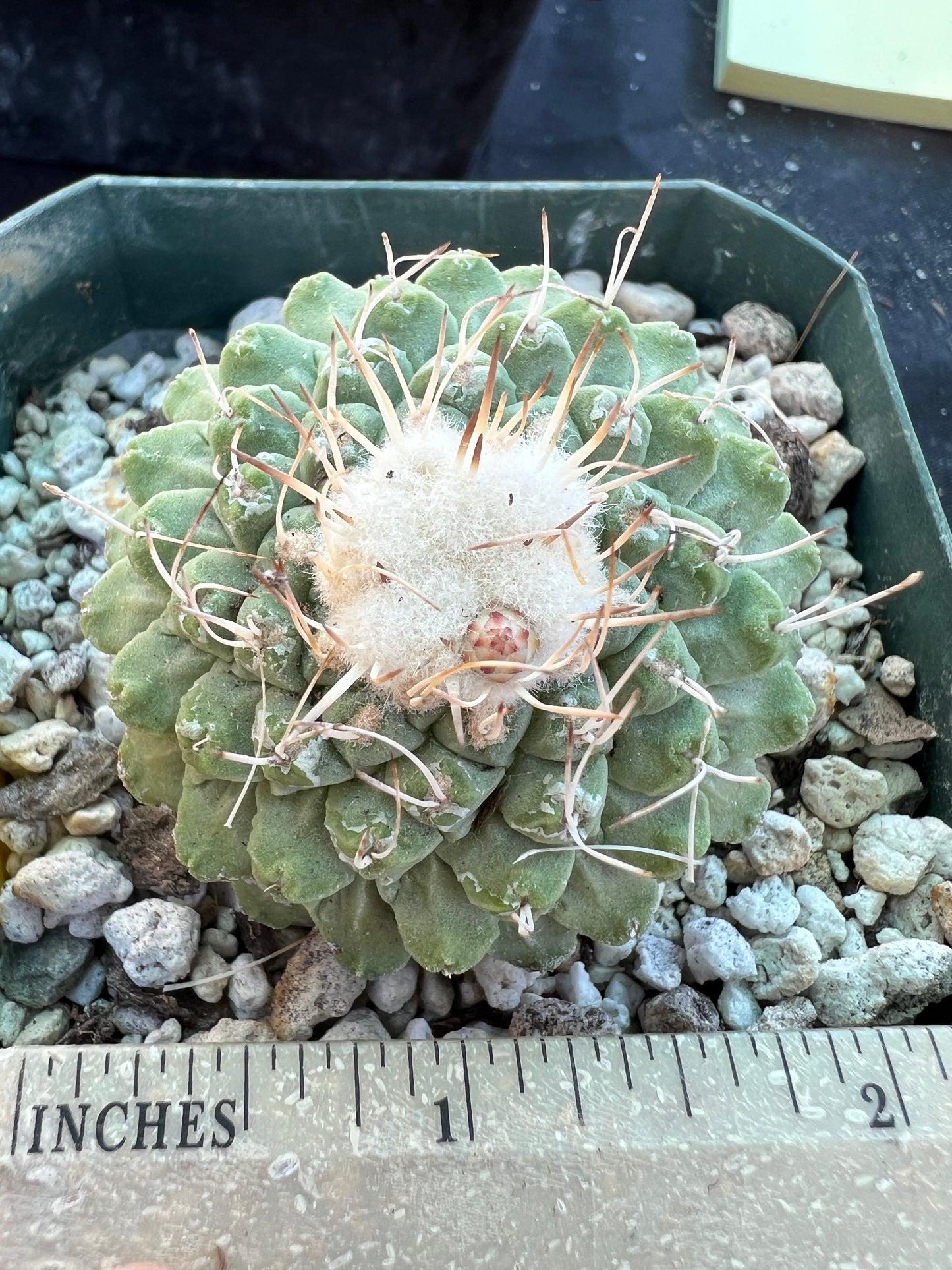 Strombocactus disciformis rare cactus 10 years old