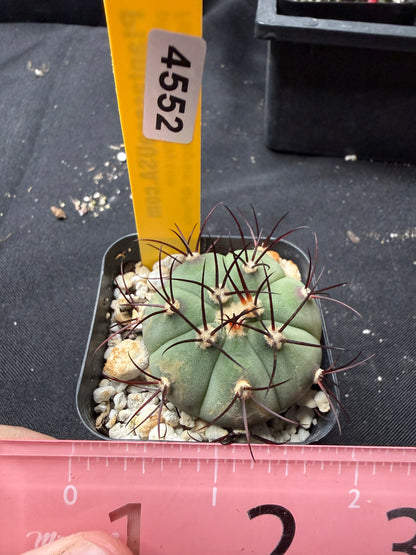 Gymnocalycium cabreraense 4552
