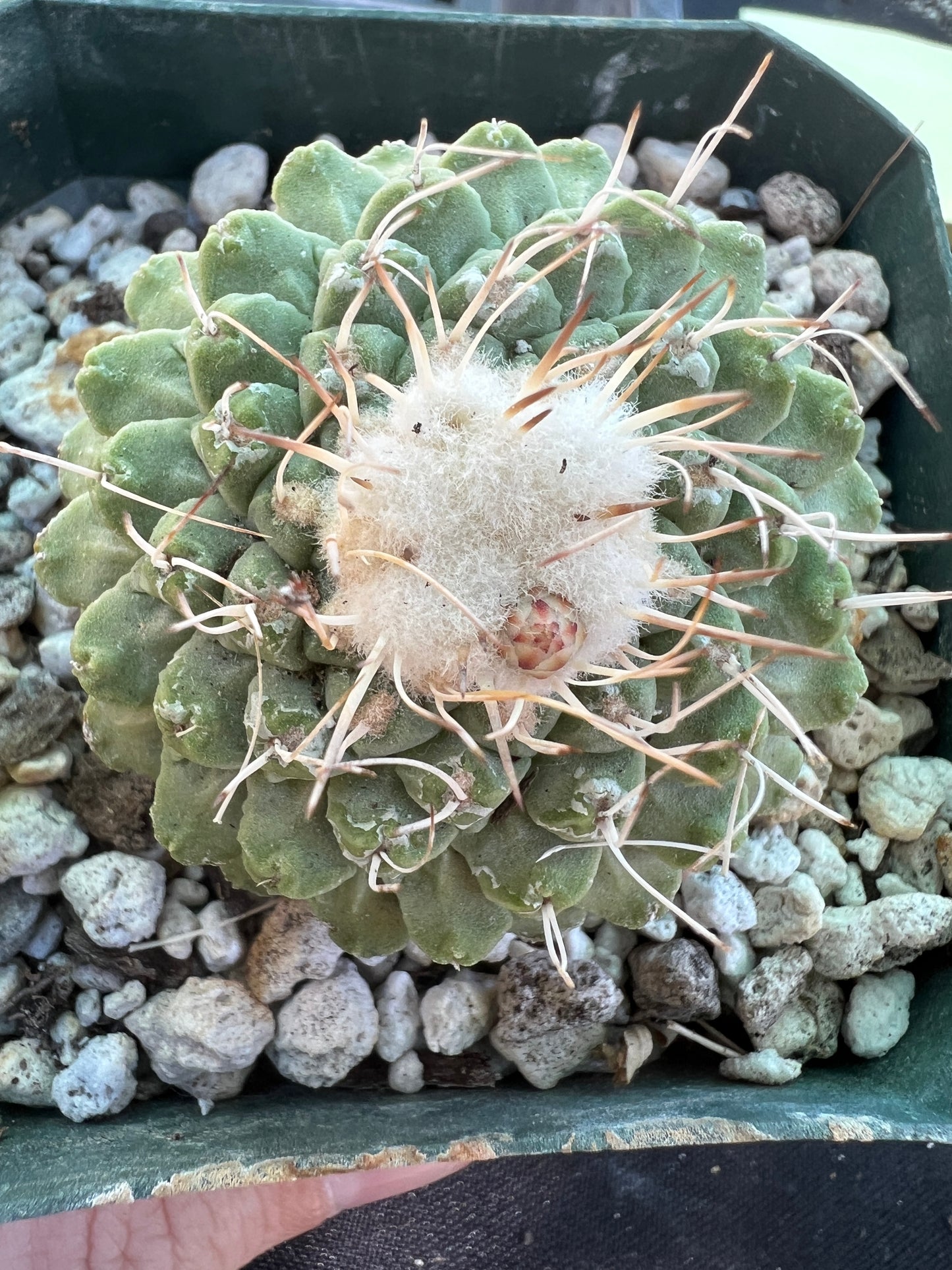 Strombocactus disciformis rare cactus 10 years old