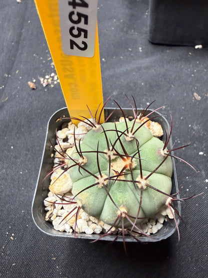 Gymnocalycium cabreraense 4552