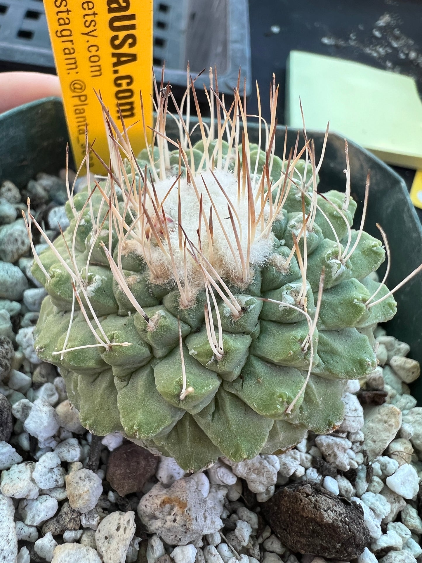 Strombocactus disciformis rare cactus 10 years old