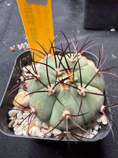 Gymnocalycium cabreraense 4552