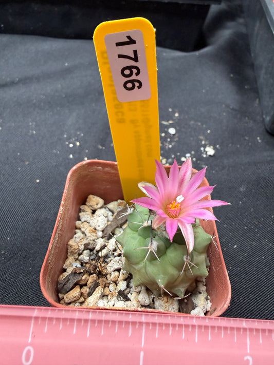 Turbinicarpus sp. 1766