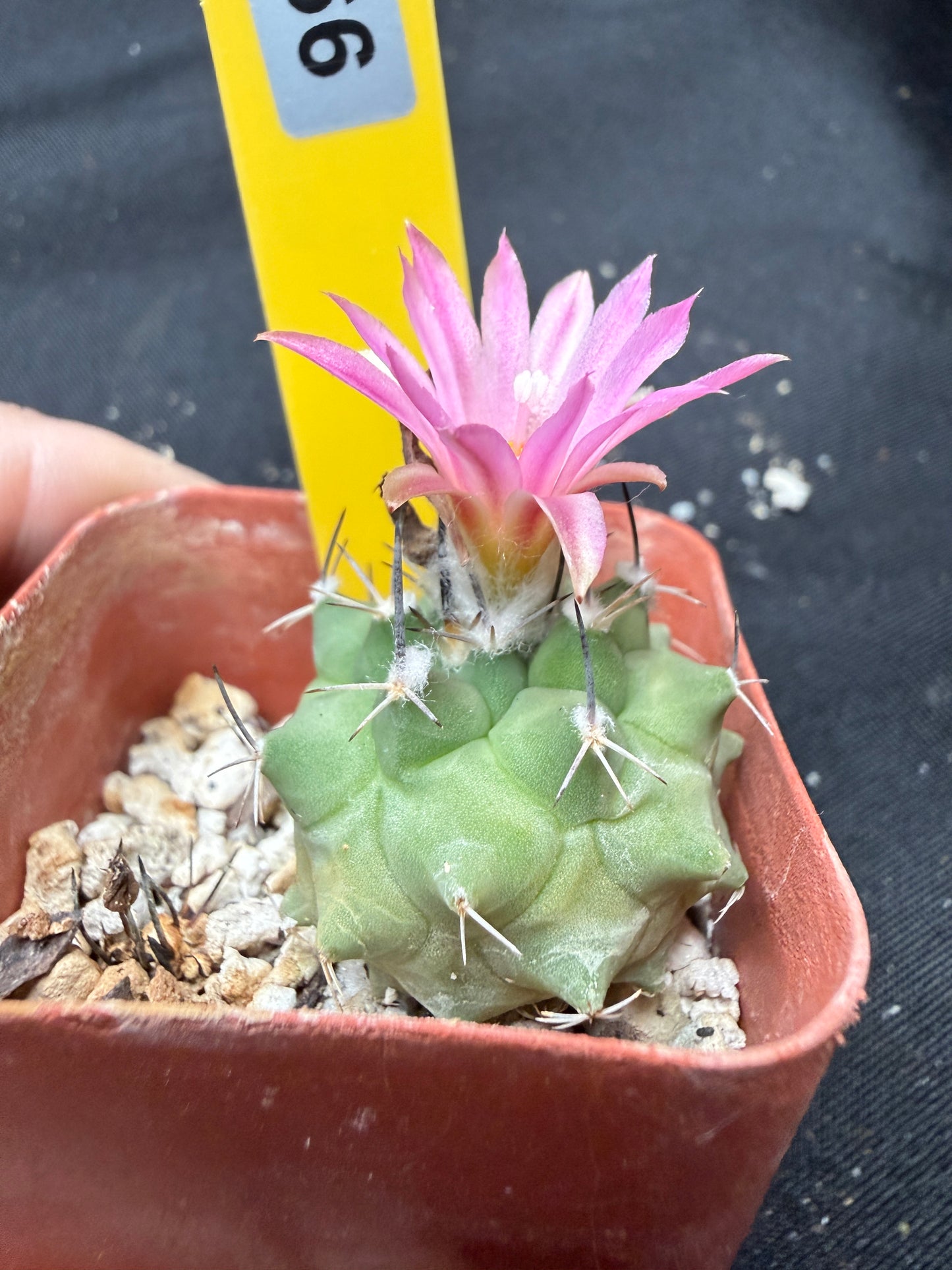 Turbinicarpus sp. 1766