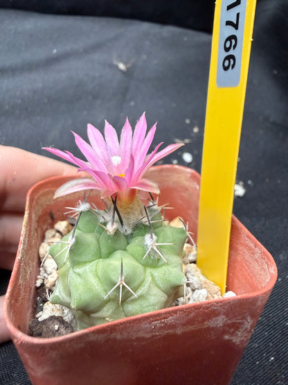 Turbinicarpus sp. 1766