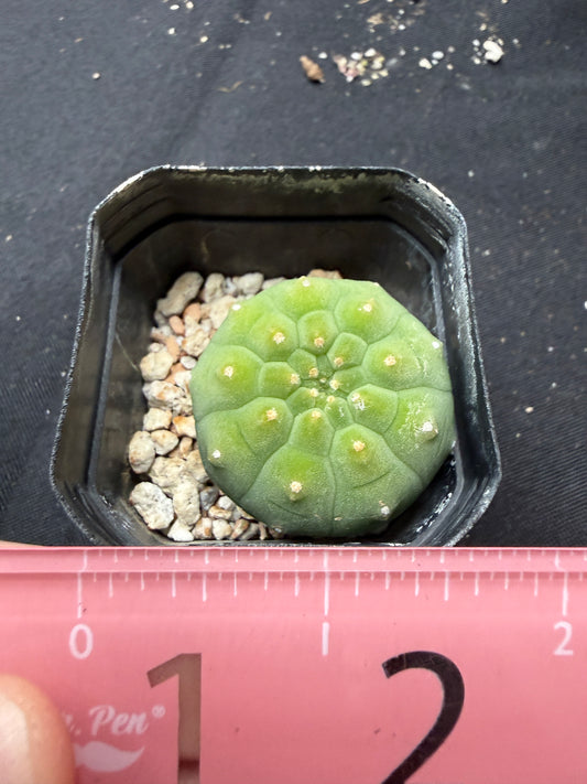Matucana Madison 1124