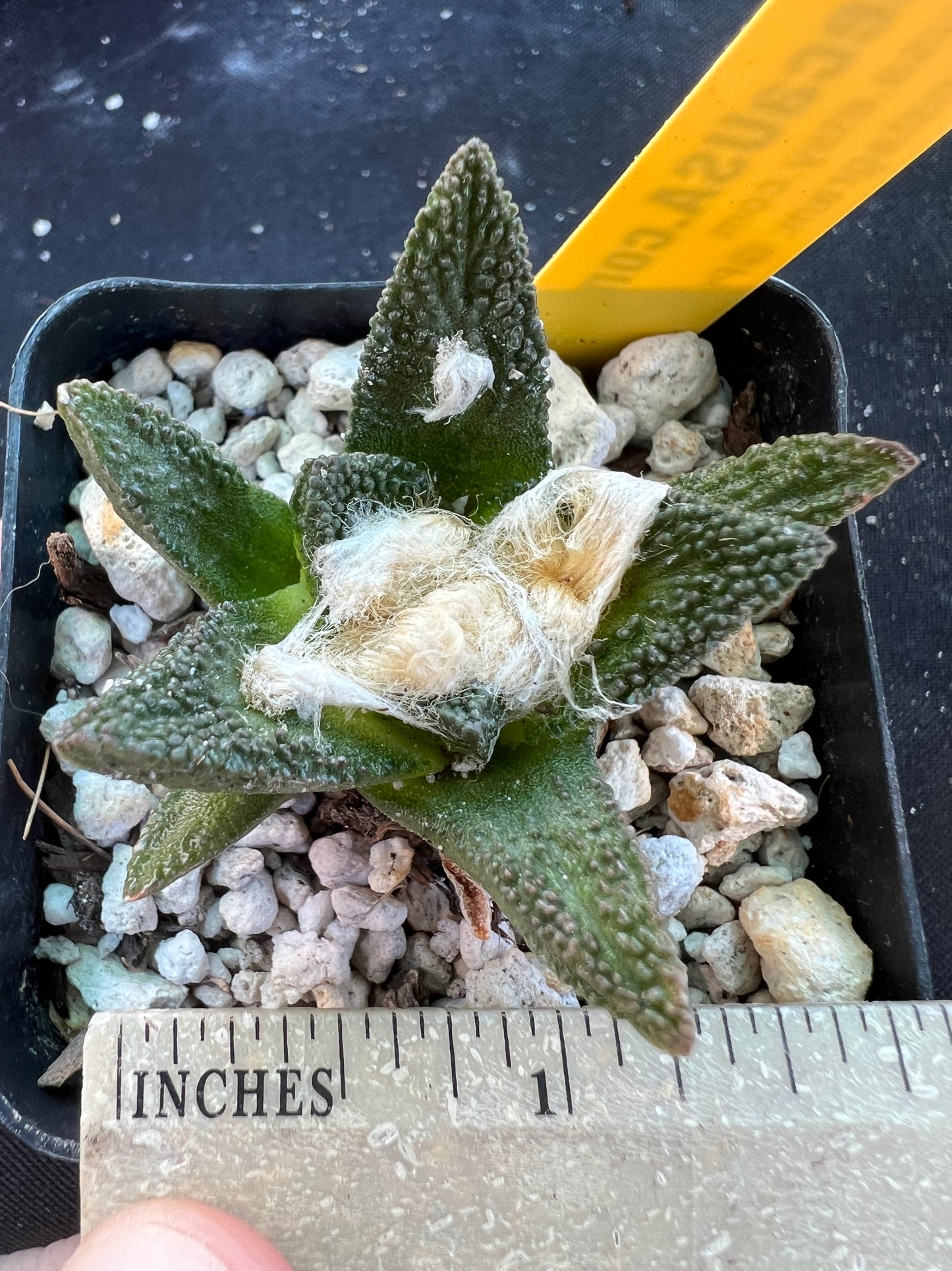 Ariocarpus bravoanus rare cactus