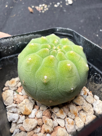 Matucana Madison 1124