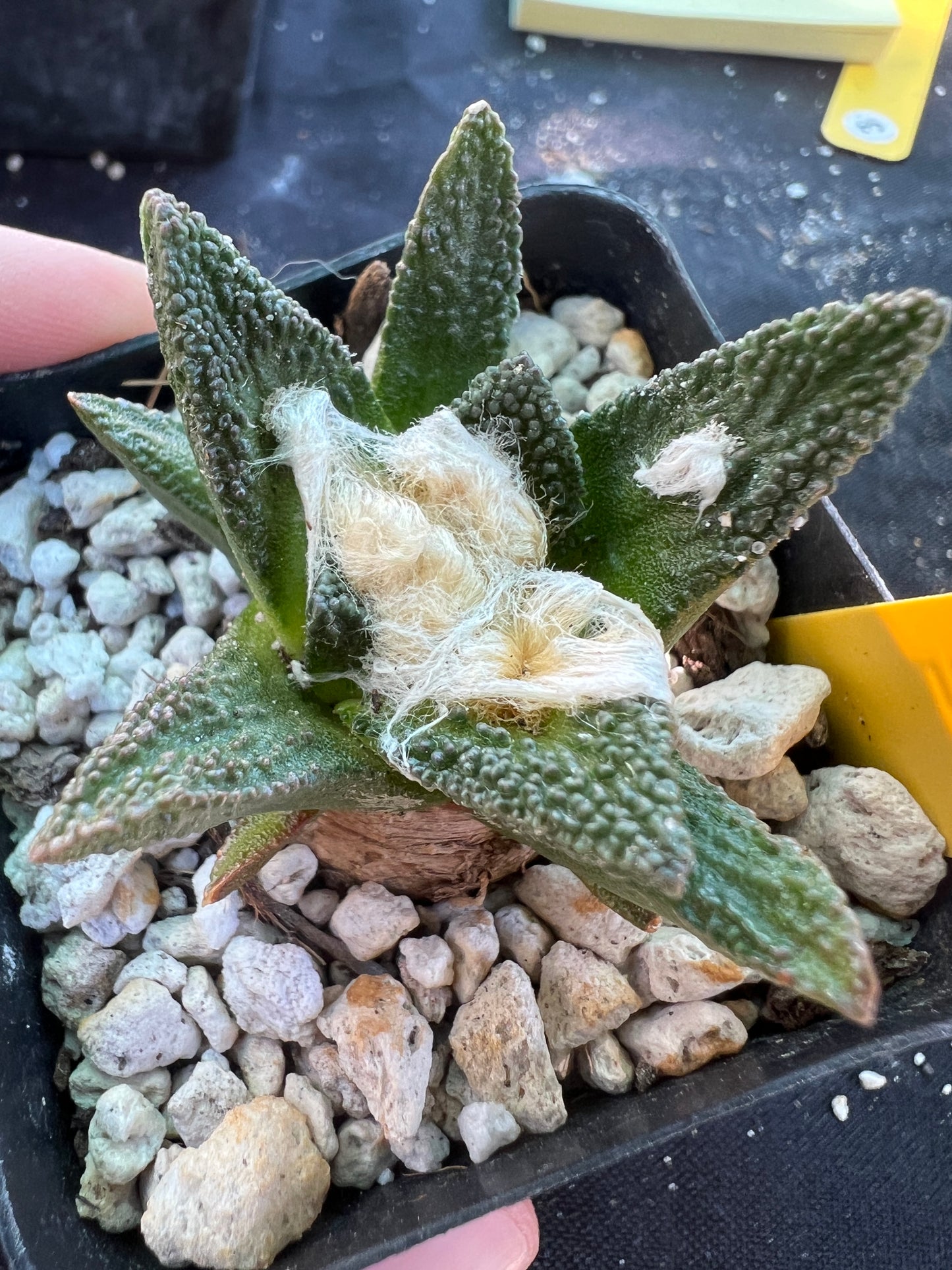 Ariocarpus bravoanus rare cactus