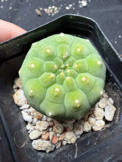 Matucana Madison 1124