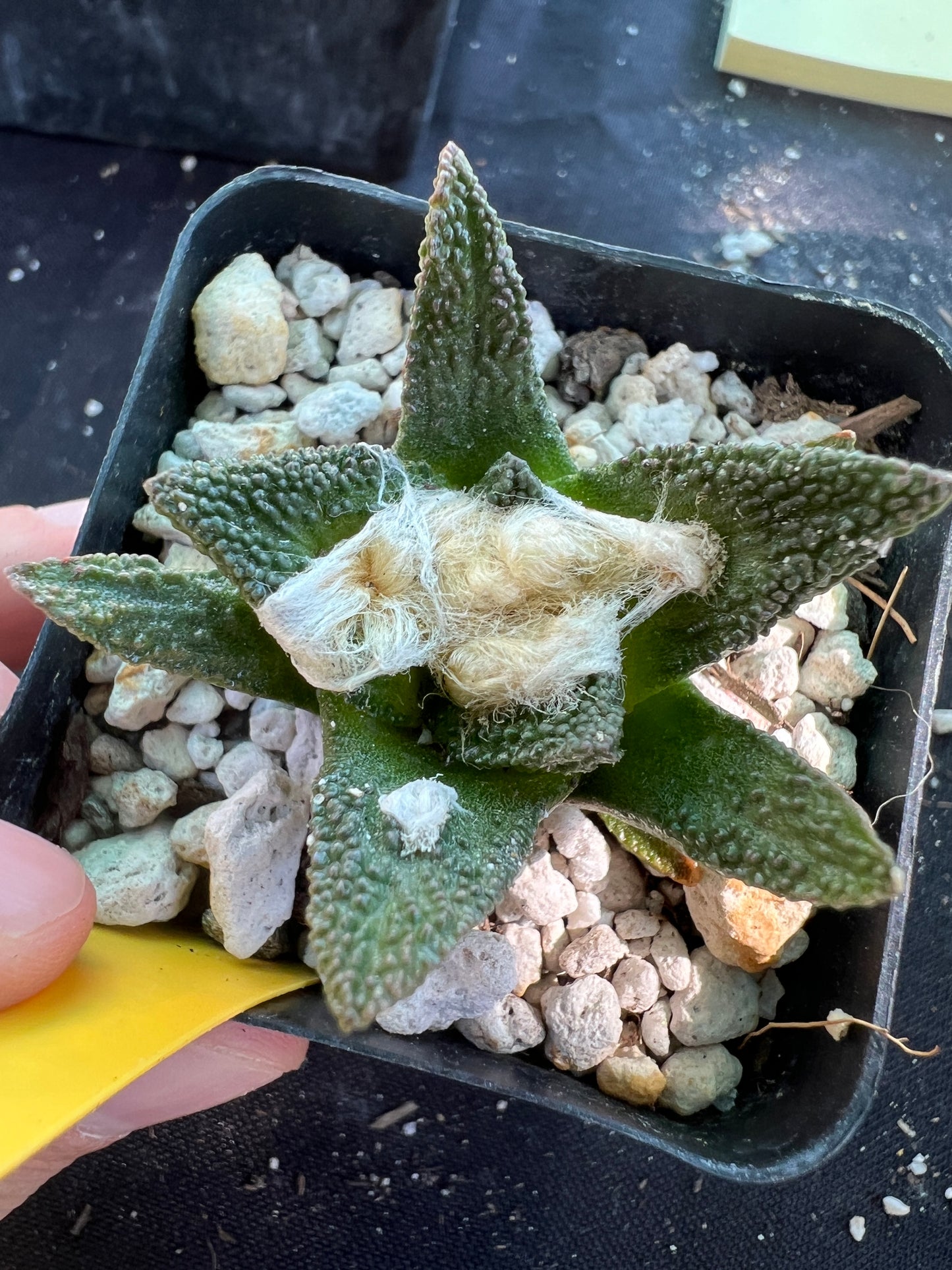 Ariocarpus bravoanus rare cactus