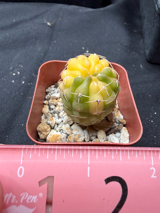 Gymnocalycium ochoterranae variegated 1900