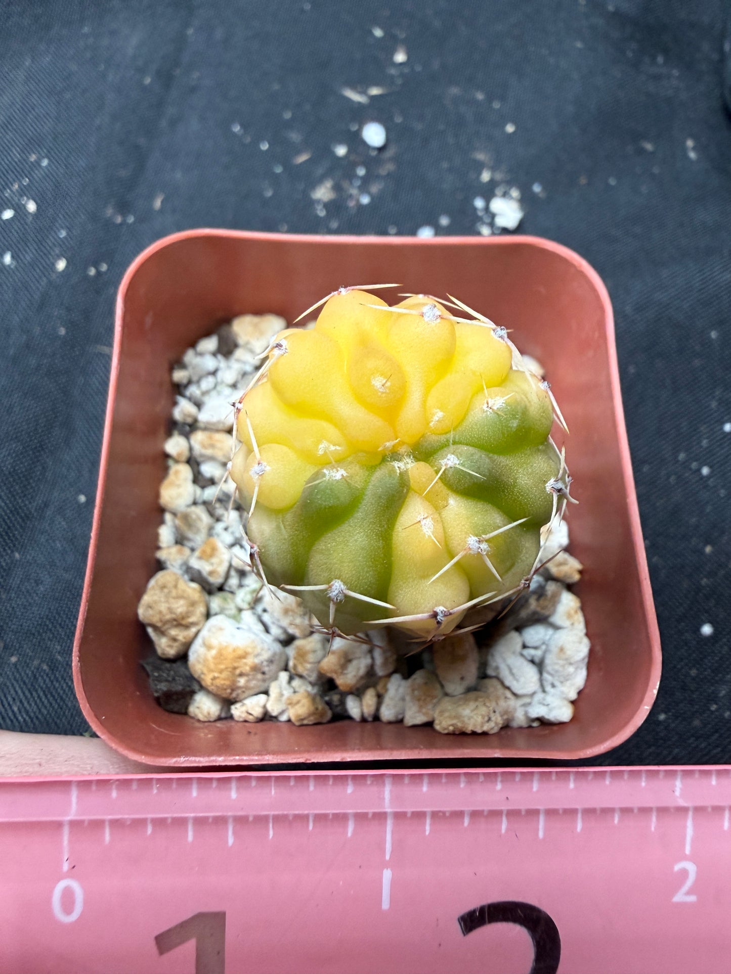 Gymnocalycium ochoterranae variegated 1900