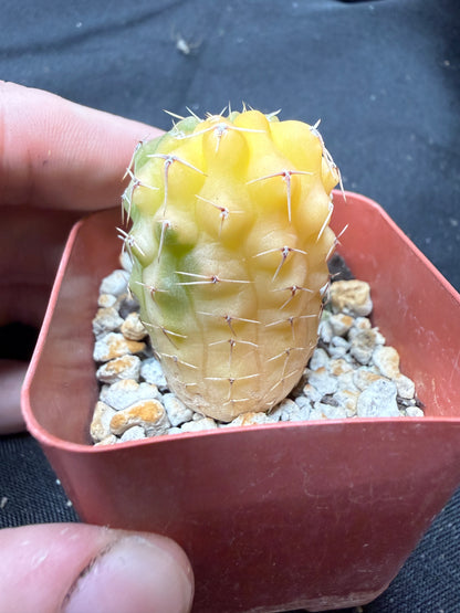 Gymnocalycium ochoterranae variegated 1900