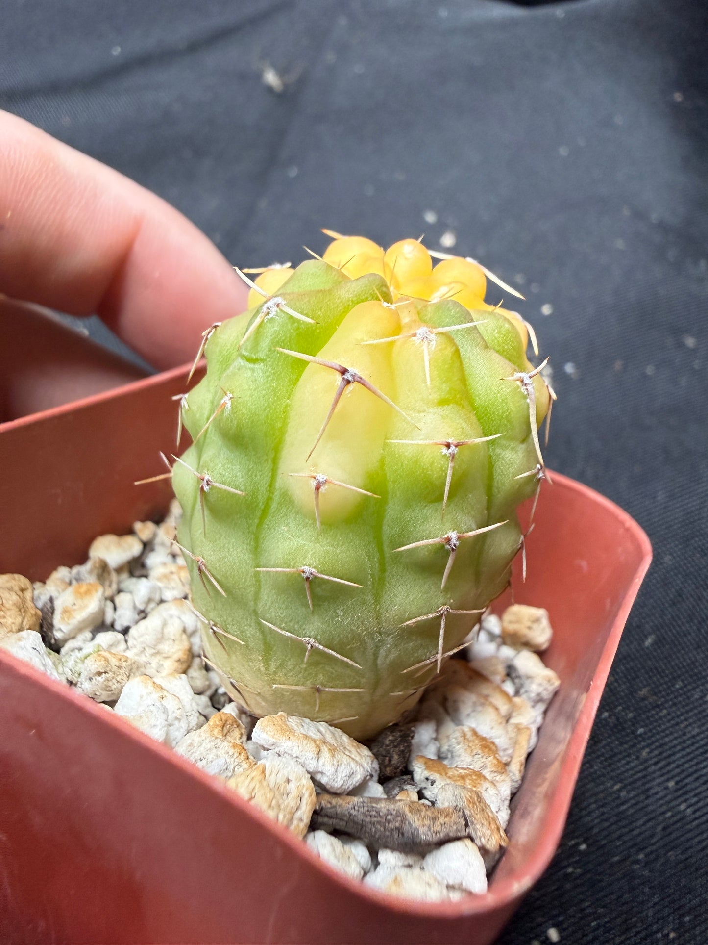 Gymnocalycium ochoterranae variegated 1900