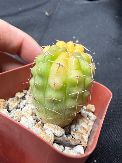 Gymnocalycium ochoterranae variegated 1900
