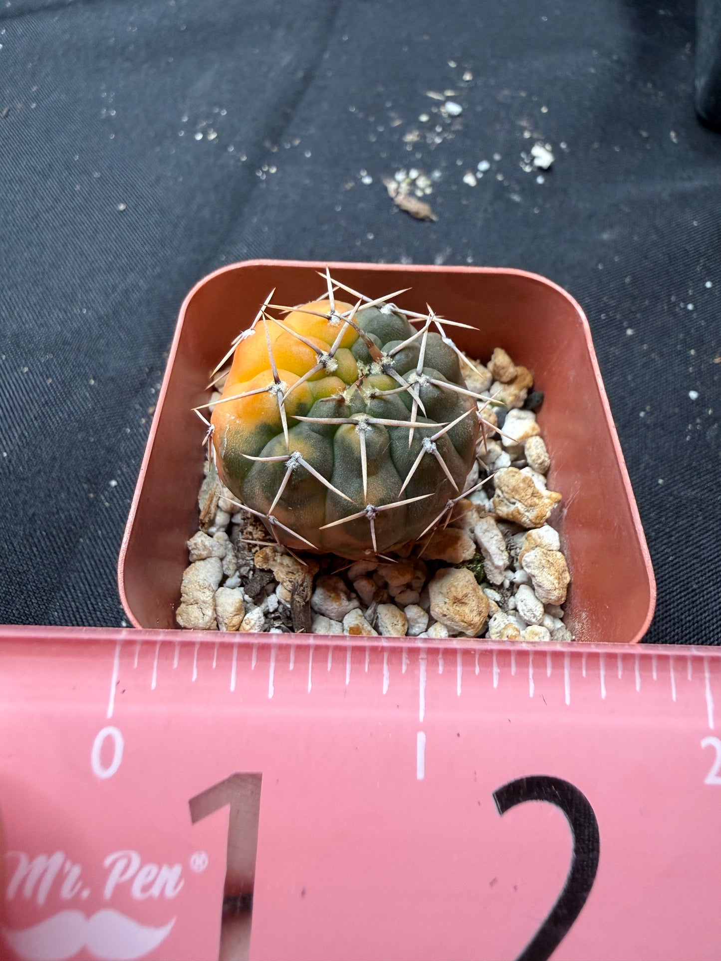 Gymnocalycium ochoterranae variegated 1230