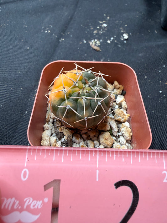 Gymnocalycium ochoterranae variegated 1230
