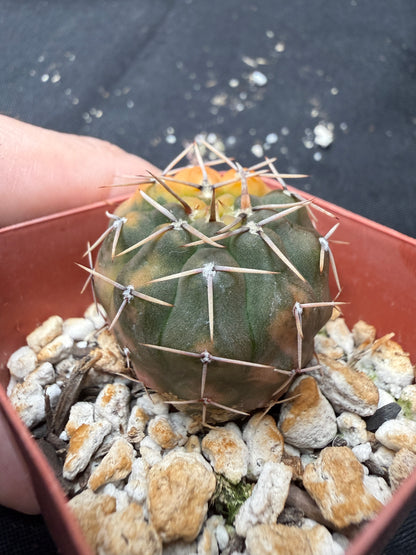 Gymnocalycium ochoterranae variegated 1230