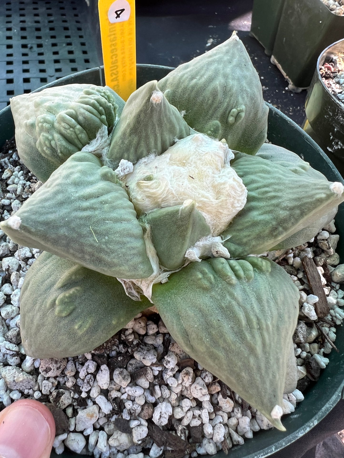 Ariocarpus cauliflower cactus beautiful plant