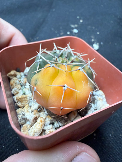 Gymnocalycium ochoterranae variegated 1230