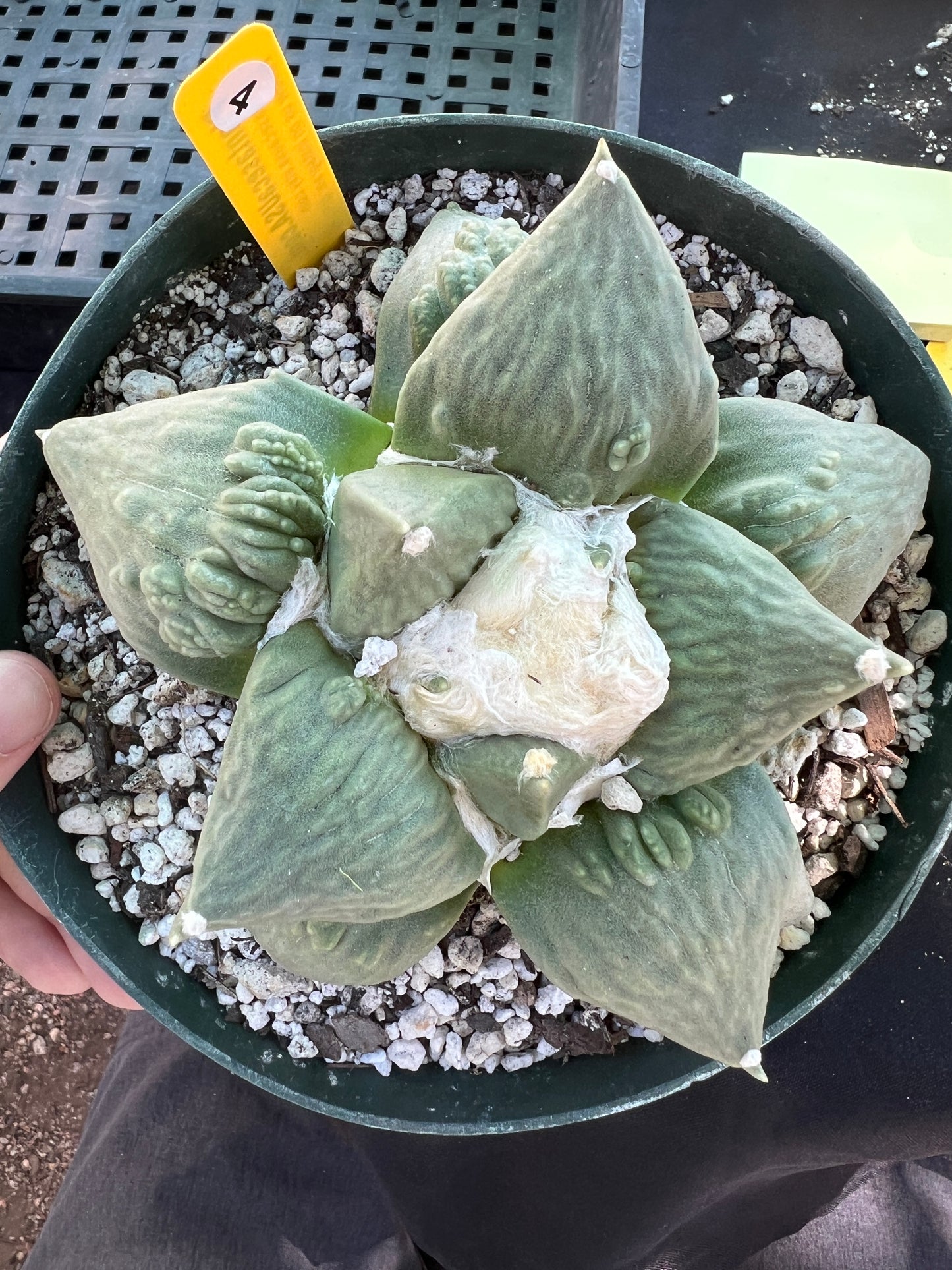 Ariocarpus cauliflower cactus beautiful plant