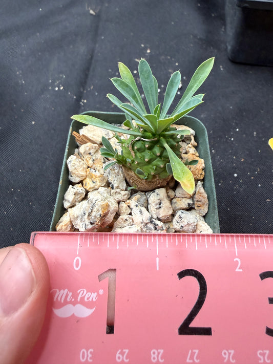 Euphorbia japonica 646