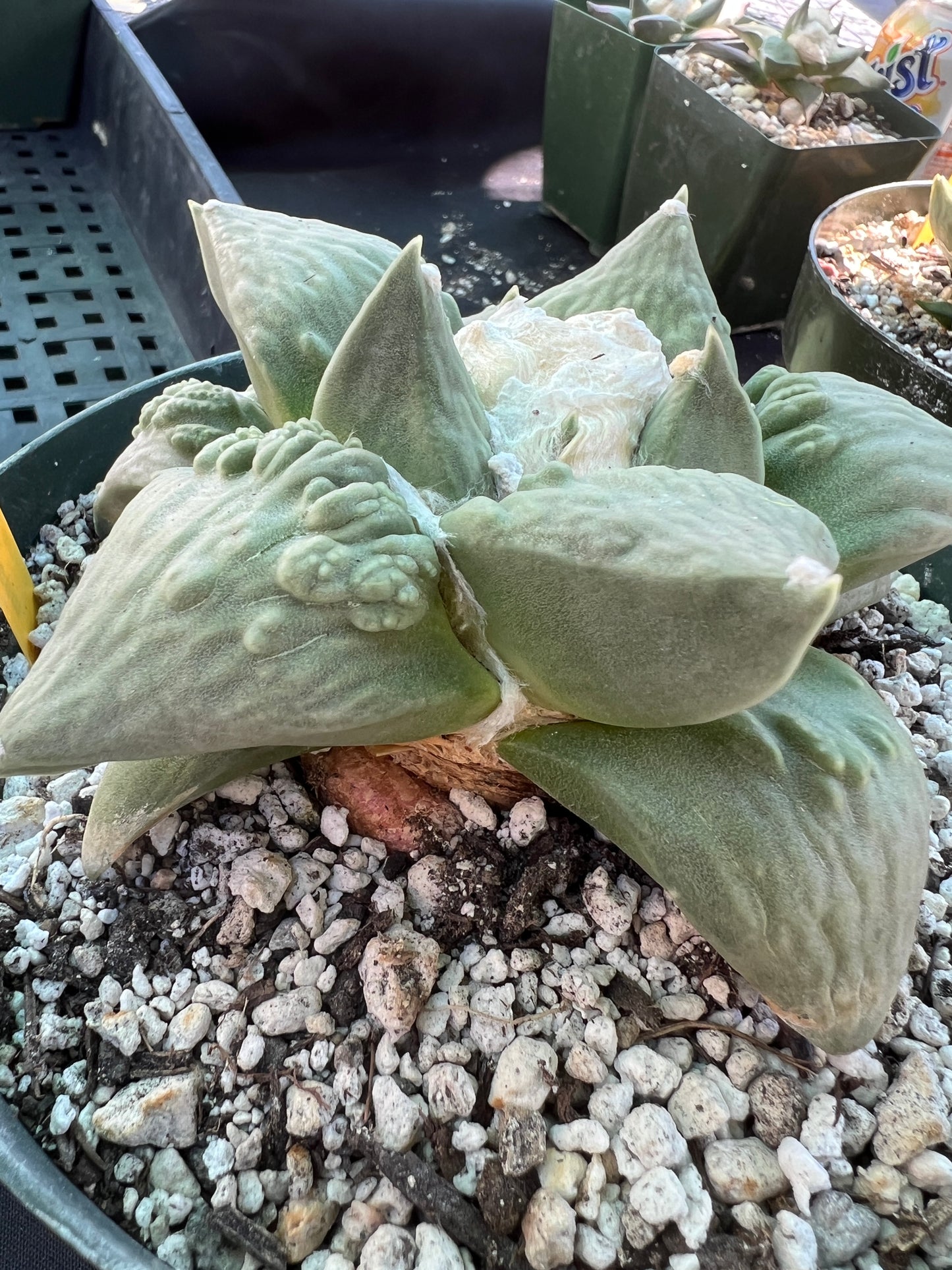 Ariocarpus cauliflower cactus beautiful plant