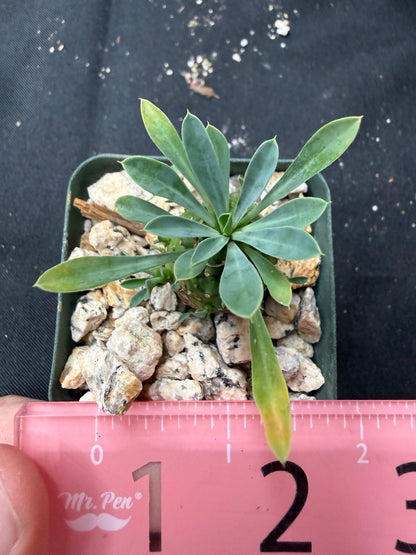 Euphorbia japonica 646