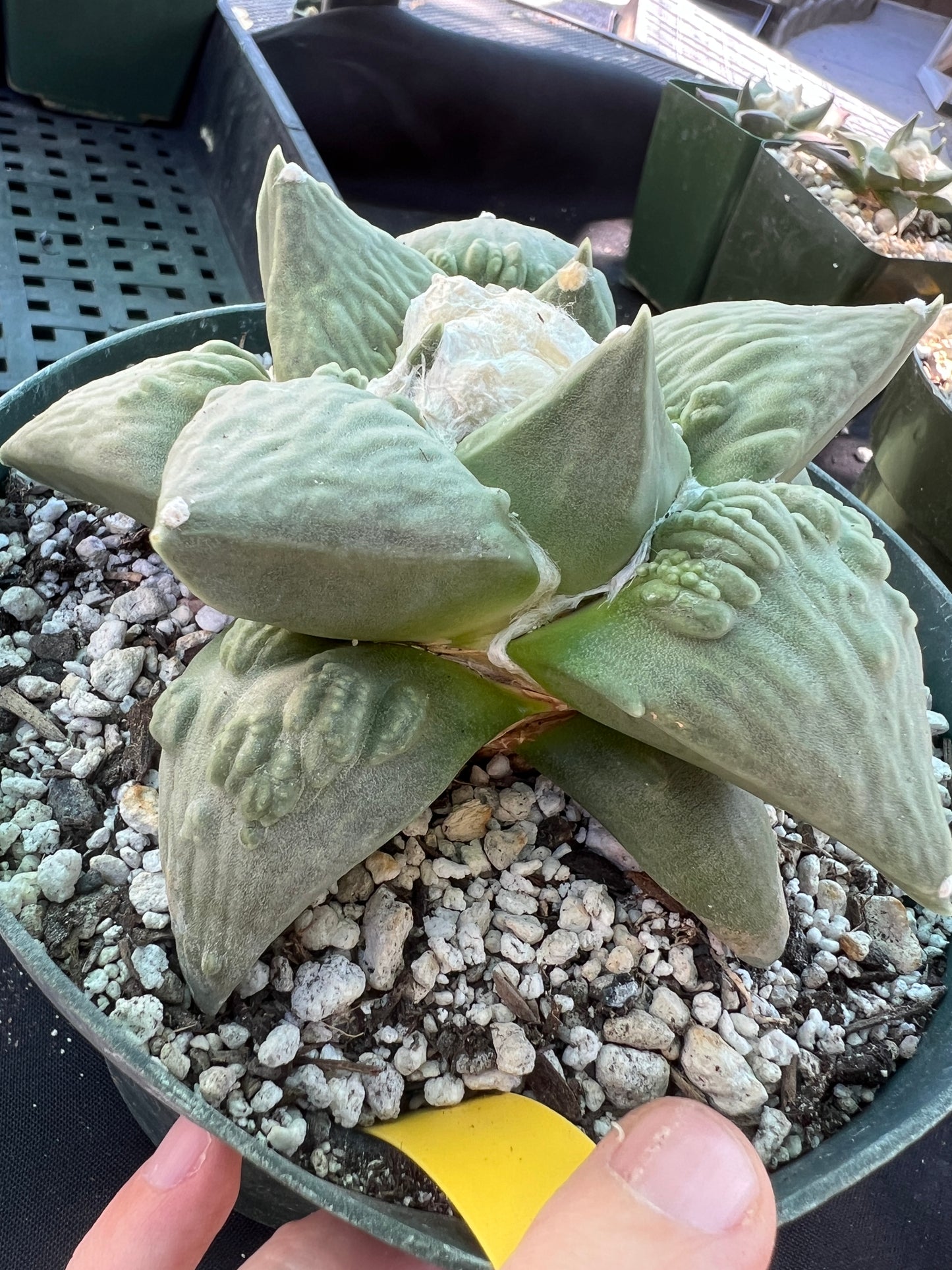 Ariocarpus cauliflower cactus beautiful plant