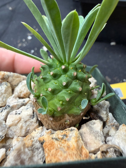 Euphorbia japonica 646