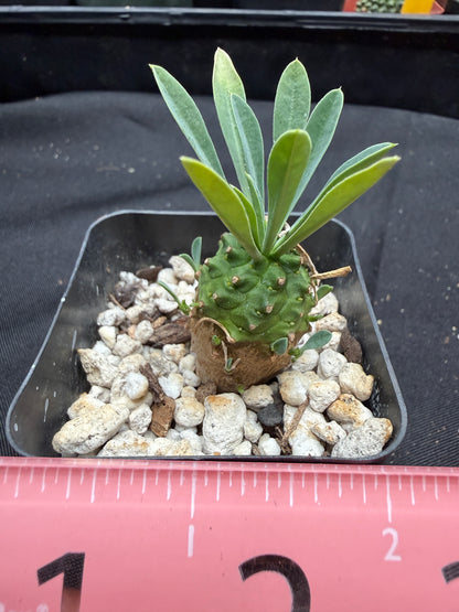 Euphorbia japonica 703