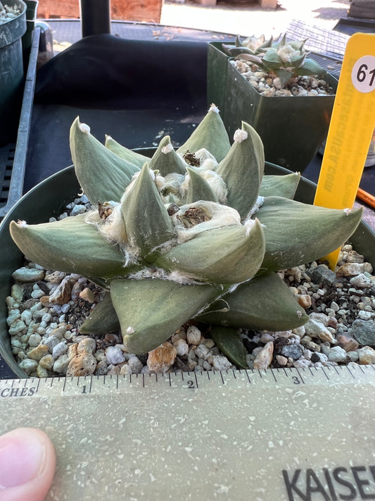 Ariocarpus hybrid cactus specimen in 6 inch pot gorgeous plant