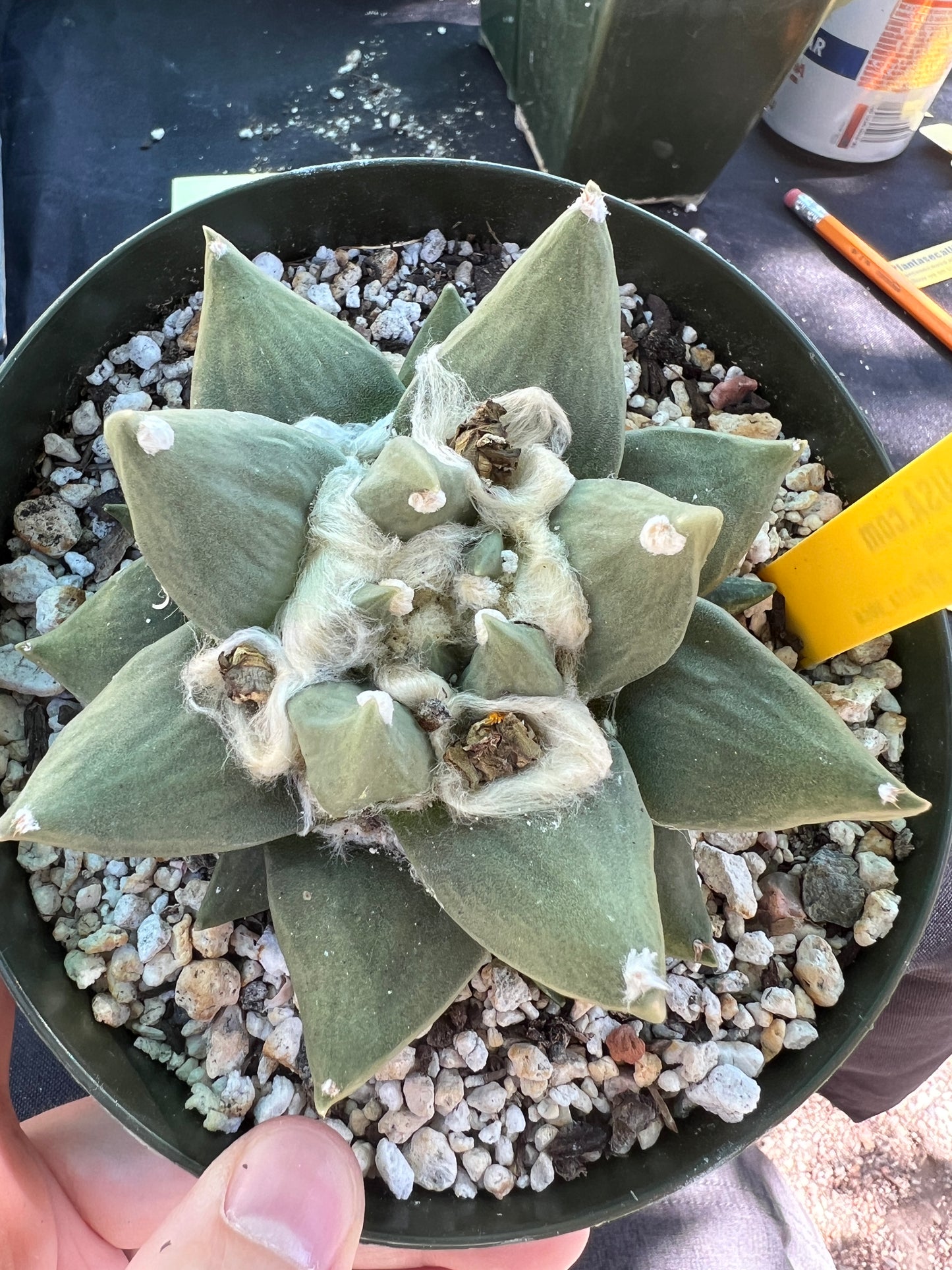 Ariocarpus hybrid cactus specimen in 6 inch pot gorgeous plant