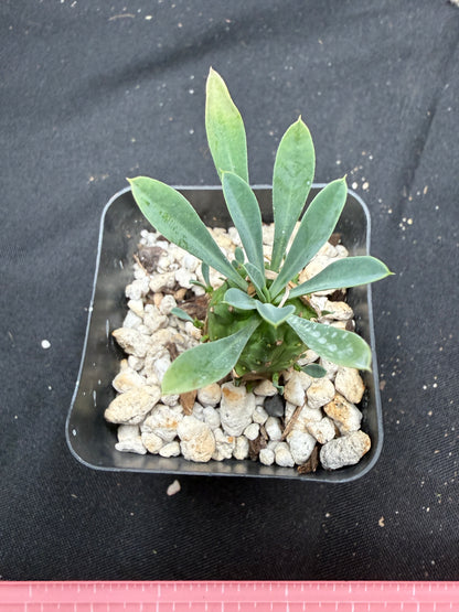 Euphorbia japonica 703