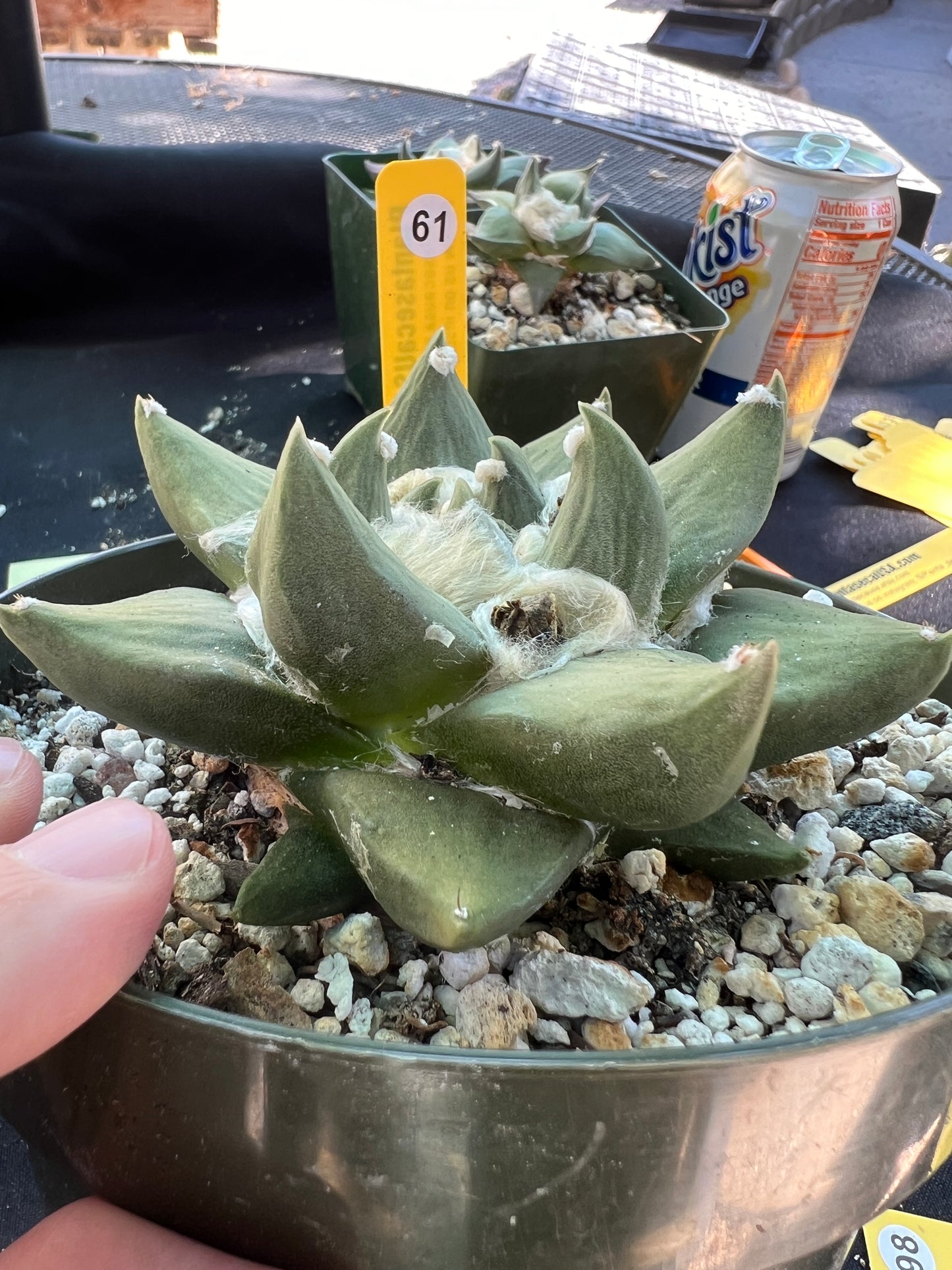 Ariocarpus hybrid cactus specimen in 6 inch pot gorgeous plant