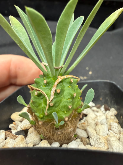 Euphorbia japonica 703