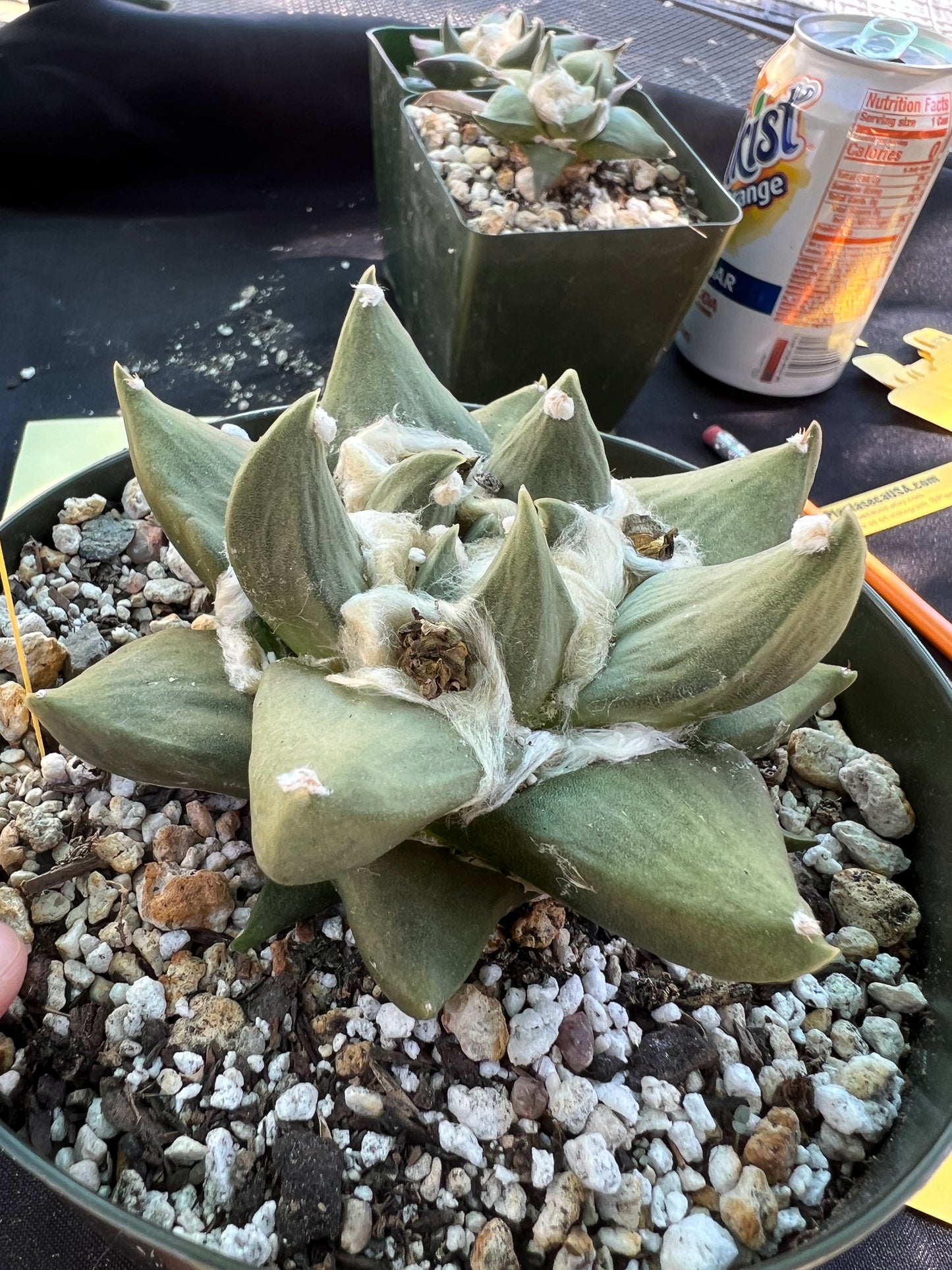 Ariocarpus hybrid cactus specimen in 6 inch pot gorgeous plant