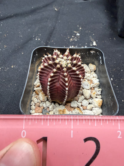Gymnocalycium cultivar “red wine”