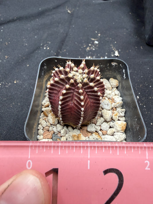 Gymnocalycium cultivar “red wine”