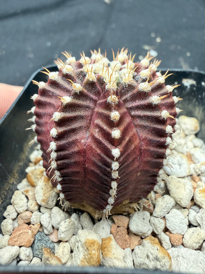 Gymnocalycium cultivar “red wine”