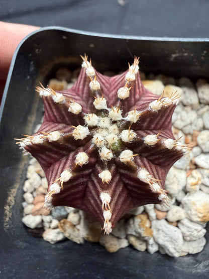 Gymnocalycium cultivar “red wine”