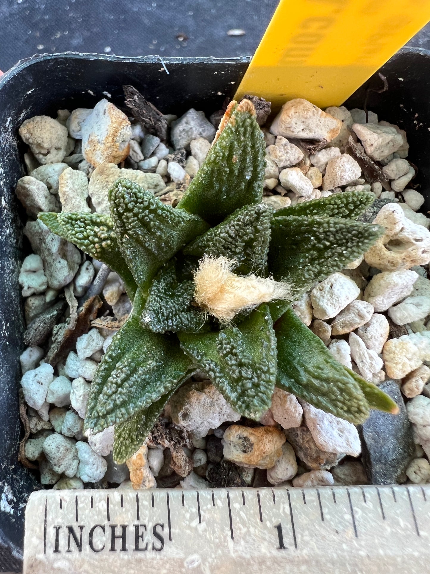 Ariocarpus Hintonii cactus very nice