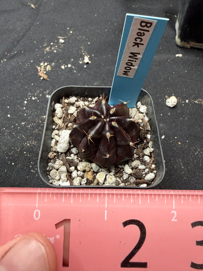 Gymnocalycium cultivar “black widow” 400