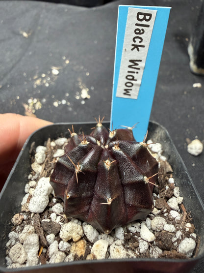 Gymnocalycium cultivar “black widow” 400
