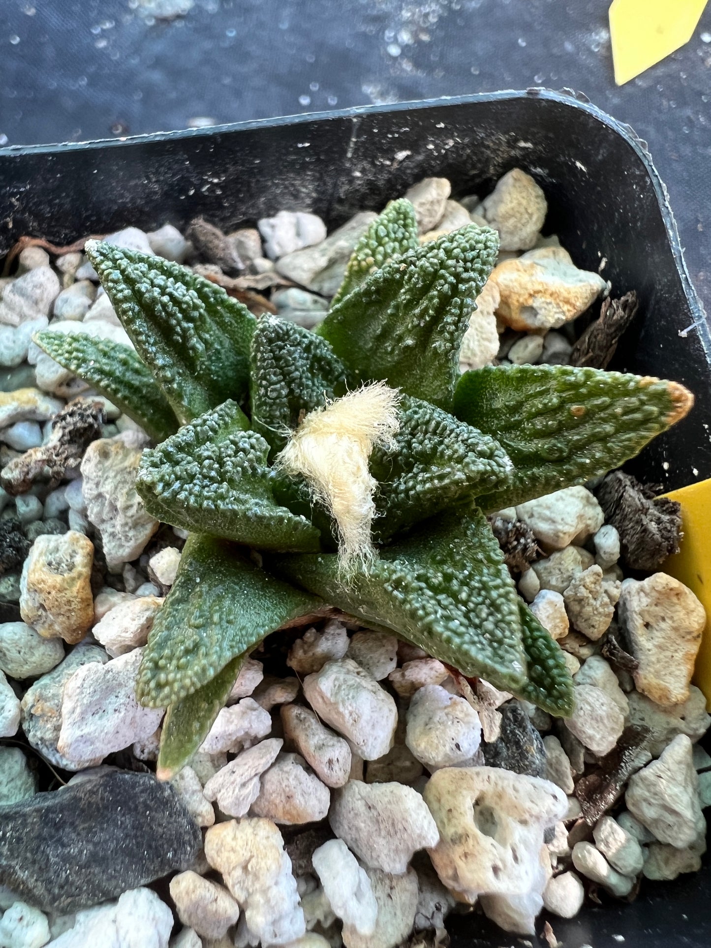 Ariocarpus Hintonii cactus very nice