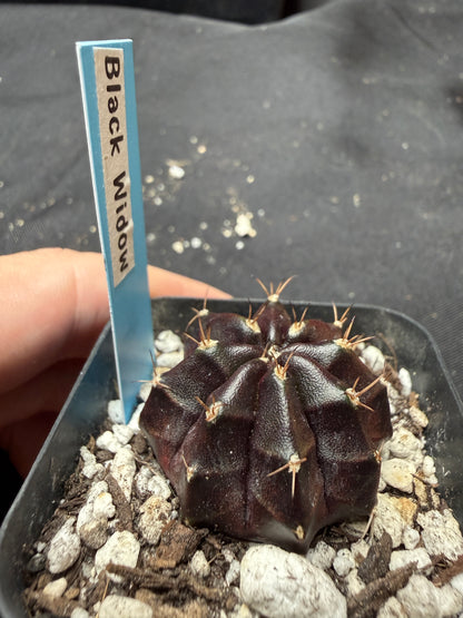 Gymnocalycium cultivar “black widow” 400