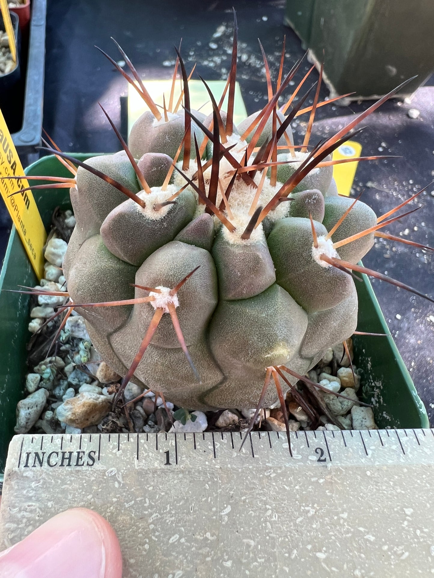 Copiapoa cinerea in 3.25 inch pot has some character.